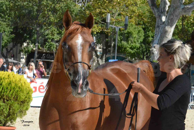 Concours national de Nîmes - MYSS SASKIA - Portraits - 08