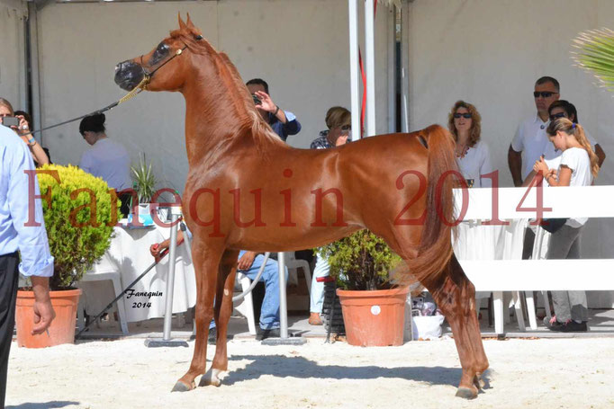 Concours National de Nîmes de chevaux ARABES 2014 - Notre Sélection - PRIAM DE DJOON - 25