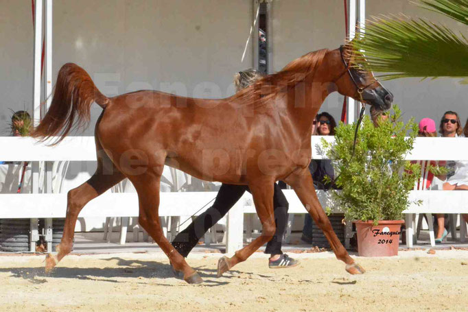 Concours national de Nîmes - MYSS SASKIA - Notre Sélection - 09