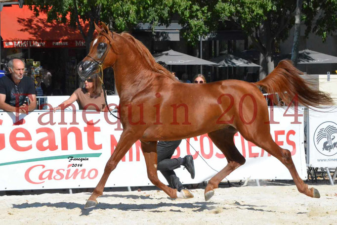 Concours National de Nîmes de chevaux ARABES 2014 - Notre Sélection - PRIAM DE DJOON - 20