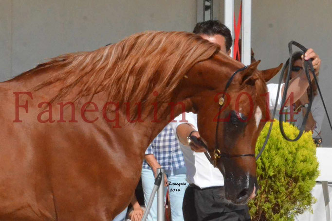 Concours National de Nîmes de chevaux ARABES 2014 - Notre Sélection - Portraits - PRIAM DE DJOON - 04