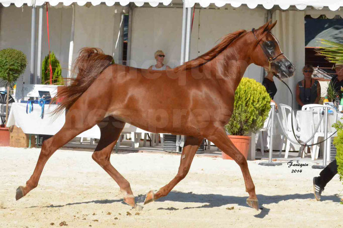 Concours national de Nîmes - MYSS SASKIA - Notre Sélection - 15