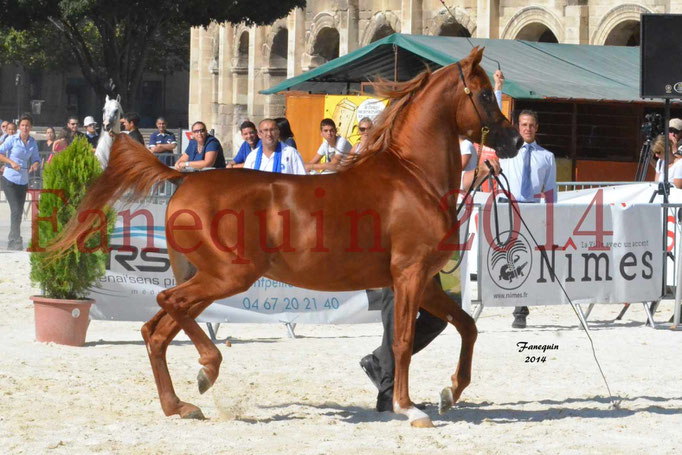 Concours National de Nîmes de chevaux ARABES 2014 - Notre Sélection - PRIAM DE DJOON - 01