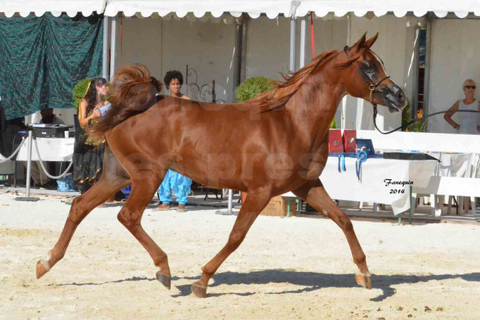 Concours national de Nîmes - MYSS SASKIA - Notre Sélection - 13