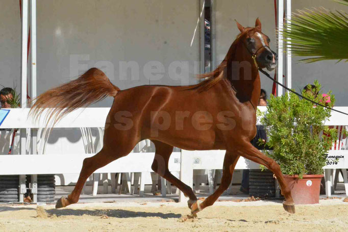 Concours national de Nîmes - MYSS SASKIA - Notre Sélection - 12