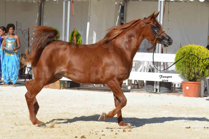 Concours national de Nîmes - MYSS SASKIA - Notre Sélection - 14