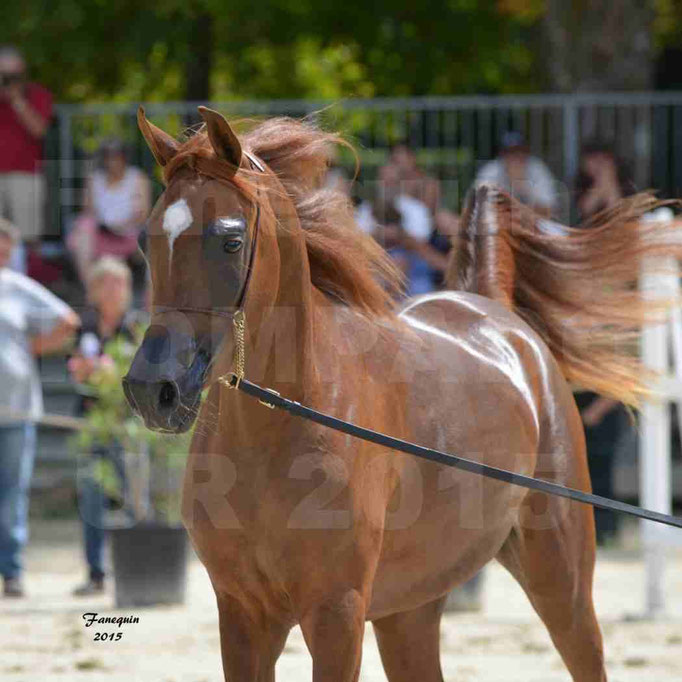 Championnat de FRANCE des chevaux ARABES à Pompadour - PEARL DE DJOON - Notre Sélection - Portraits - 05