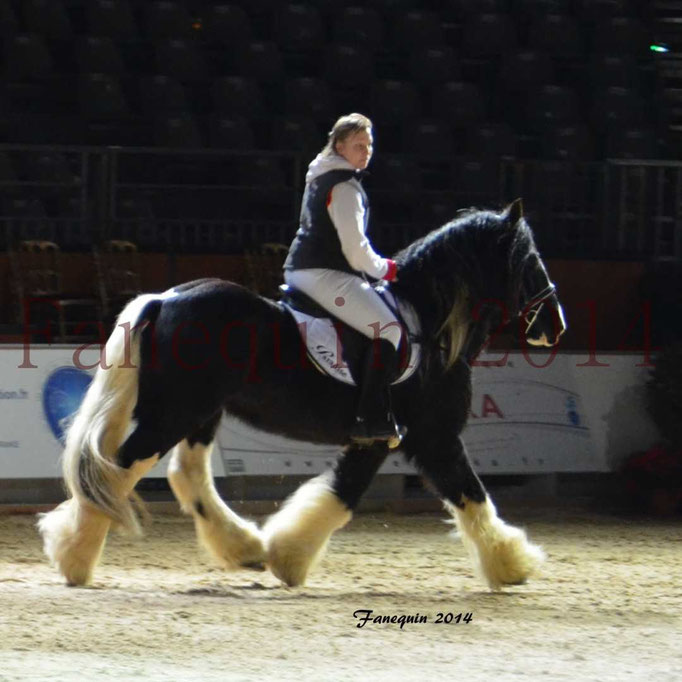 IRISH COB Monté 07