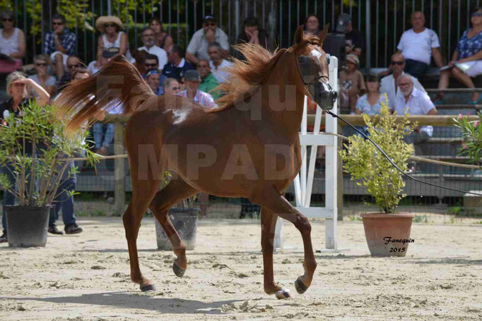 Championnat de FRANCE des chevaux ARABES à Pompadour - PEARL DE DJOON - Notre Sélection - 22