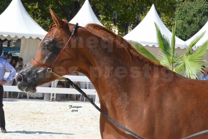 Concours national de Nîmes - MYSS SASKIA - Portraits - 05