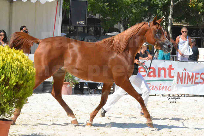 Concours national de Nîmes - MYSS SASKIA - Notre Sélection - 02