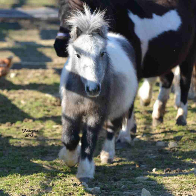 Elevage EL MAGLEP - Groupe de poneys - En Liberté - 19