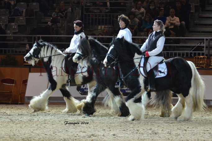 IRISH COB Monté 20