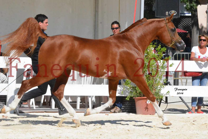 Concours National de Nîmes de chevaux ARABES 2014 - Notre Sélection - VALMYSTIC DE LA ROTJA - 09