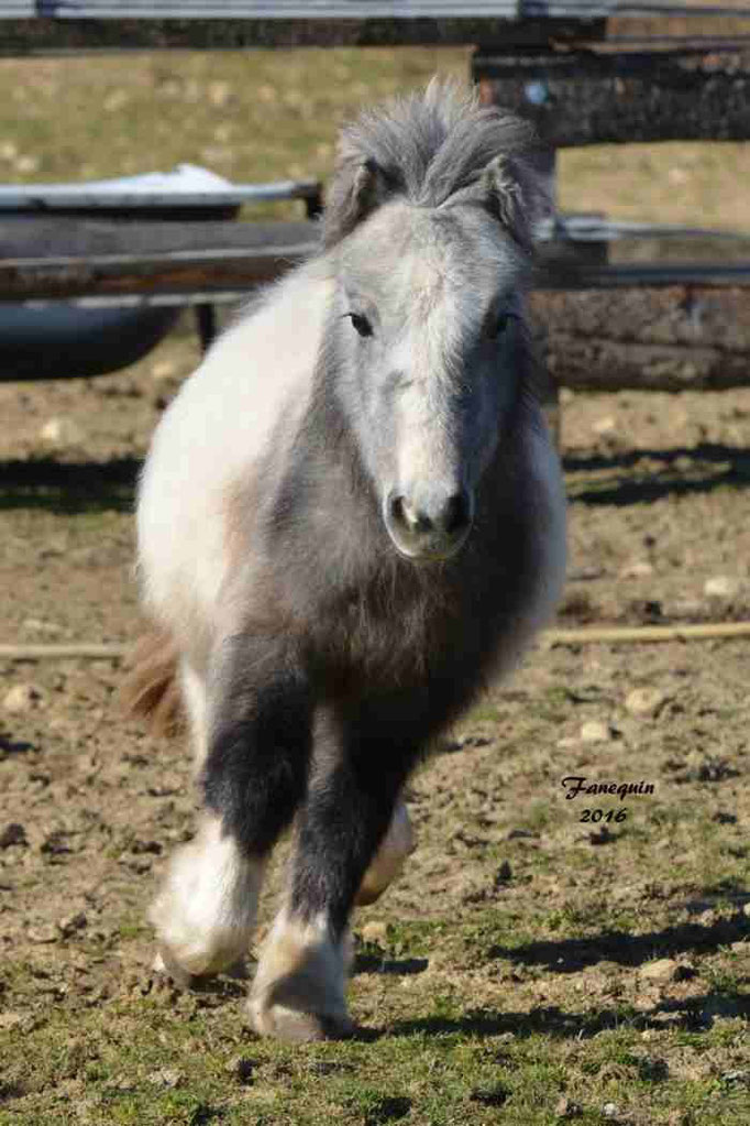 Elevage EL MAGLEP - Groupe de poneys - En Liberté - 13