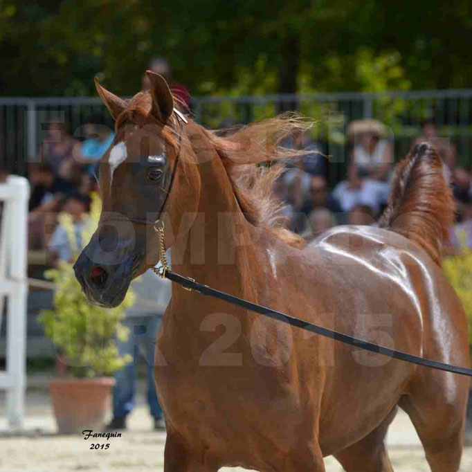 Championnat de FRANCE des chevaux ARABES à Pompadour - PEARL DE DJOON - Notre Sélection - Portraits - 06