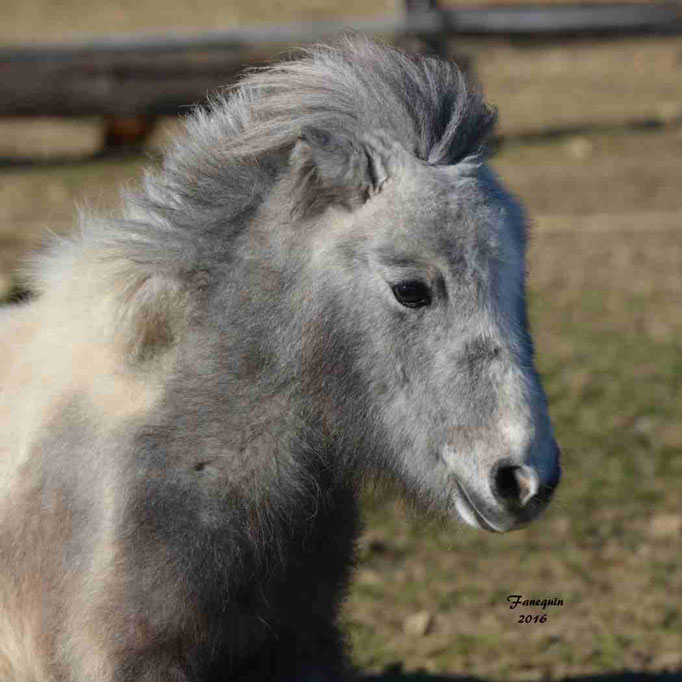 Elevage EL MAGLEP - Groupe de poneys - En Liberté - 21