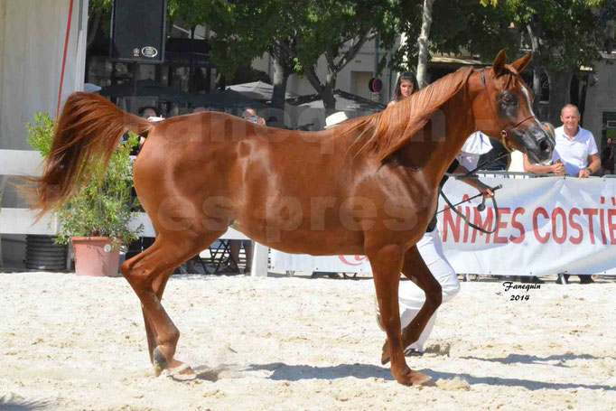 Concours national de Nîmes - MYSS SASKIA - Notre Sélection - 03