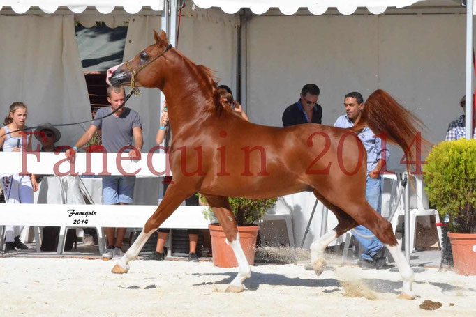 Concours National de Nîmes de chevaux ARABES 2014 - Notre Sélection - VALMYSTIC DE LA ROTJA - 10