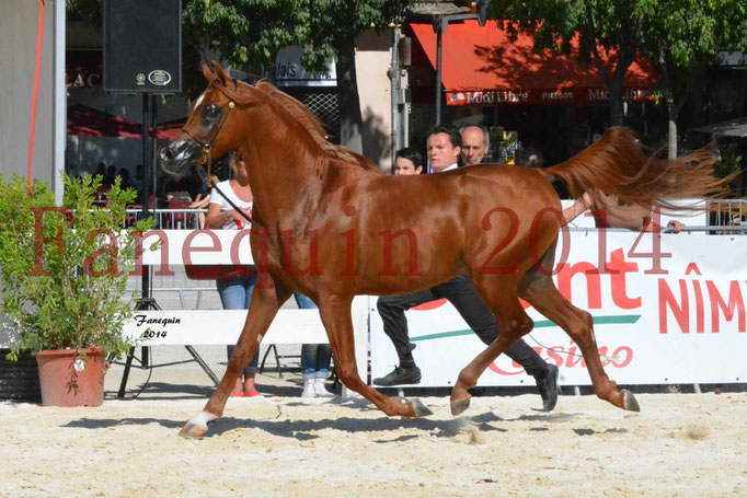 Concours National de Nîmes de chevaux ARABES 2014 - Notre Sélection - PRIAM DE DJOON - 21