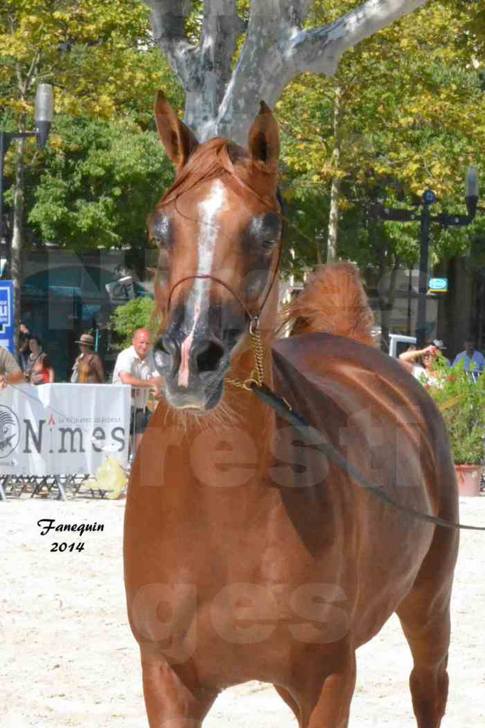 Concours national de Nîmes - MYSS SASKIA - Portraits - 03