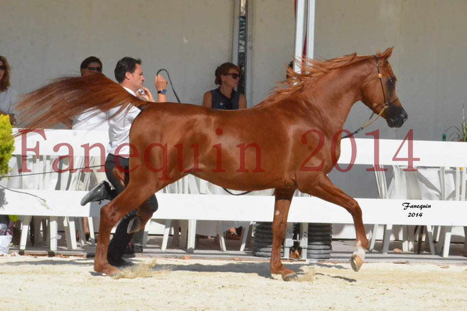 Concours National de Nîmes de chevaux ARABES 2014 - Notre Sélection - PRIAM DE DJOON - 09