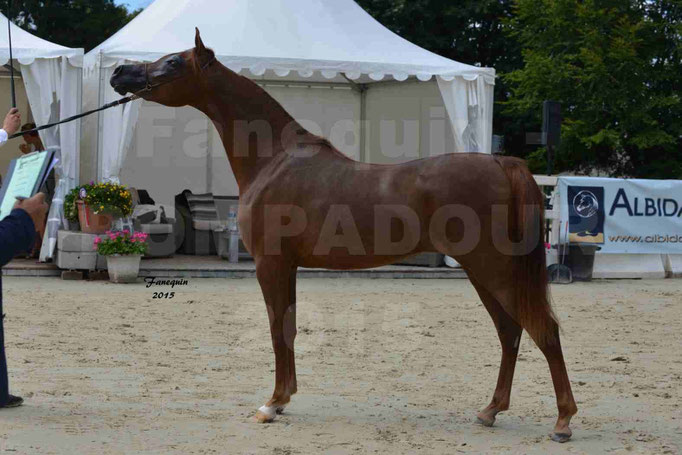 Championnat de FRANCE des chevaux ARABES à Pompadour - PEARL DE DJOON - Notre Sélection - 17