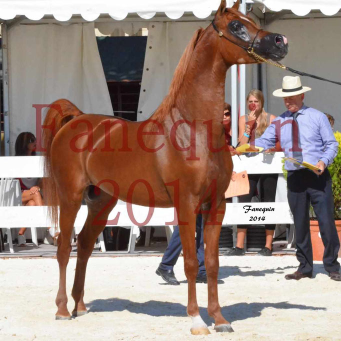 Concours National de Nîmes de chevaux ARABES 2014 - Notre Sélection - PRIAM DE DJOON - 27