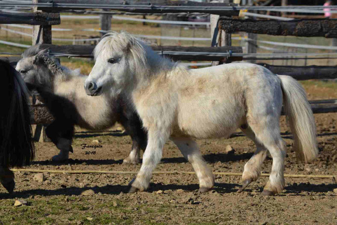 Elevage EL MAGLEP - Groupe de poneys - En Liberté - 02