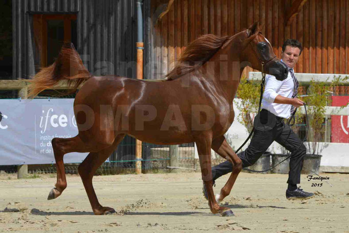 Championnat de FRANCE des chevaux ARABES à Pompadour - PEARL DE DJOON - Notre Sélection - 34
