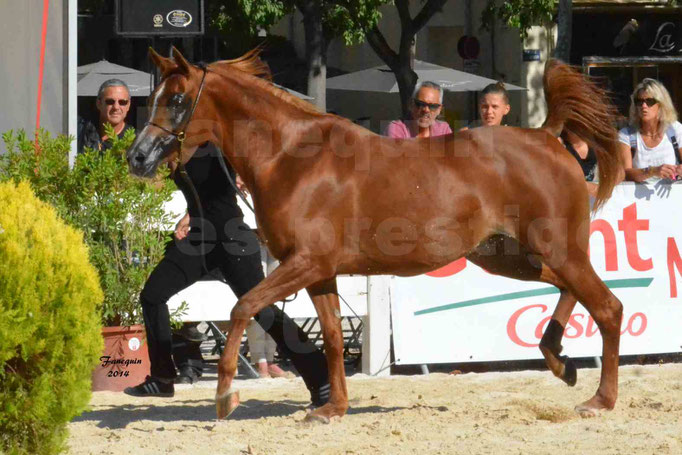 Concours national de Nîmes - MYSS SASKIA - Notre Sélection - 11