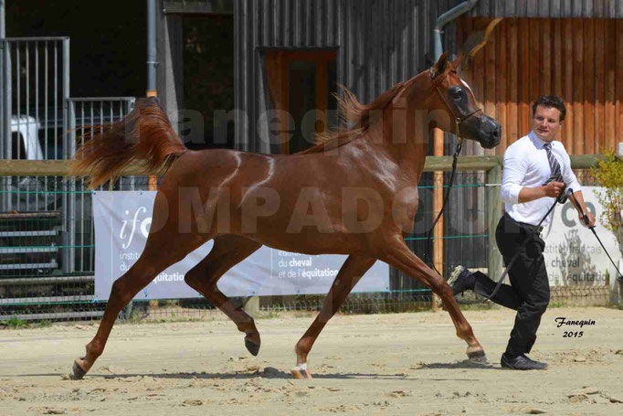Championnat de FRANCE des chevaux ARABES à Pompadour - PEARL DE DJOON - Notre Sélection - 33