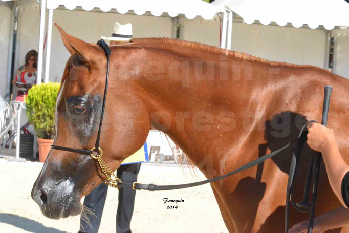 Concours national de Nîmes - MYSS SASKIA - Portraits - 09