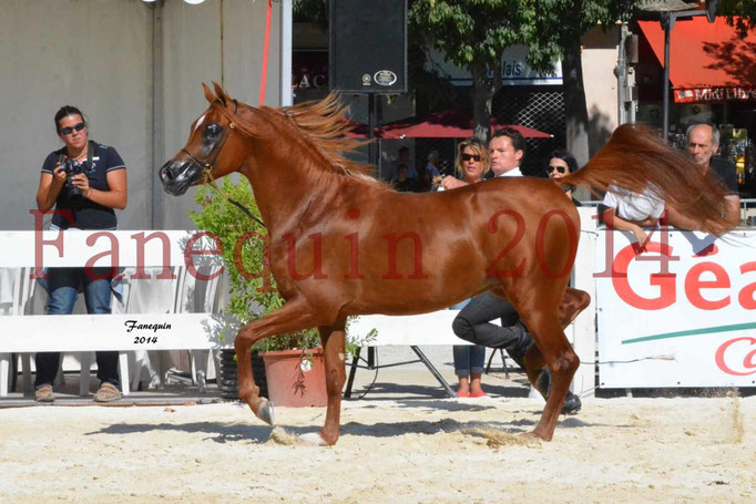 Concours National de Nîmes de chevaux ARABES 2014 - Notre Sélection - PRIAM DE DJOON - 22