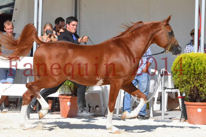 Concours National de Nîmes de chevaux ARABES 2014 - Notre Sélection - VALMYSTIC DE LA ROTJA - 06