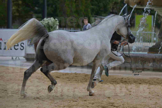 RUSCANA DE FONTANEL - en 2015 - 16