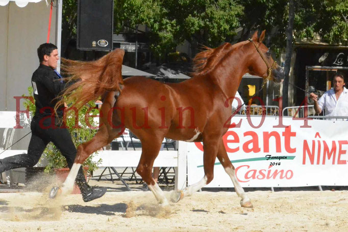 Concours National de Nîmes de chevaux ARABES 2014 - Notre Sélection - VALMYSTIC DE LA ROTJA - 04