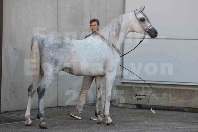 Equita-Lyon 2015 - SHAWAN DU KLINTZ - notre selection - 01