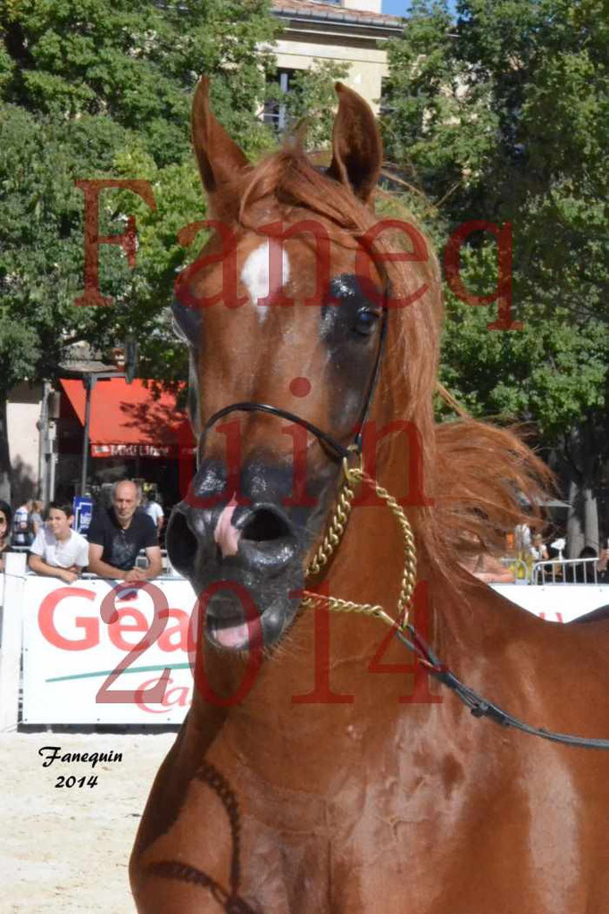 Concours National de Nîmes de chevaux ARABES 2014 - Notre Sélection - Portraits - PRIAM DE DJOON - 08