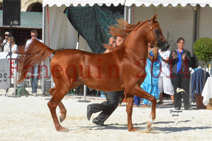 Concours National de Nîmes de chevaux ARABES 2014 - Notre Sélection - PRIAM DE DJOON - 07