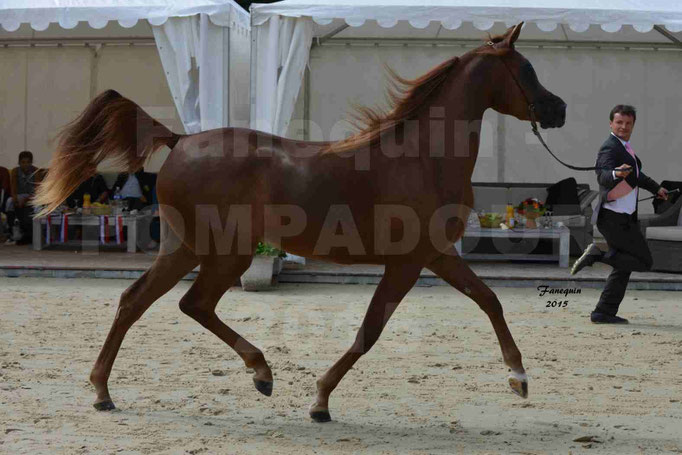 Championnat de FRANCE des chevaux ARABES à Pompadour - PEARL DE DJOON - Notre Sélection - 04