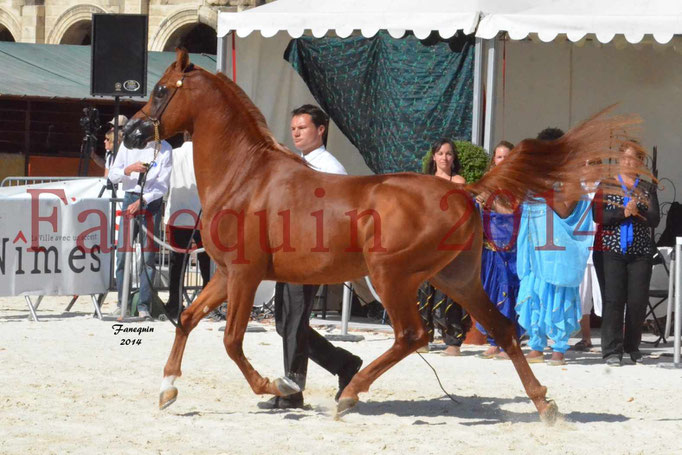 Concours National de Nîmes de chevaux ARABES 2014 - Notre Sélection - PRIAM DE DJOON - 04