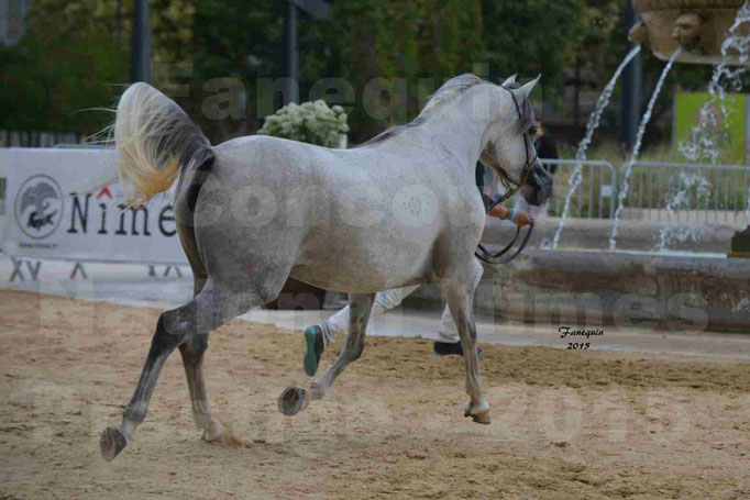 RUSCANA DE FONTANEL - en 2015 - 37