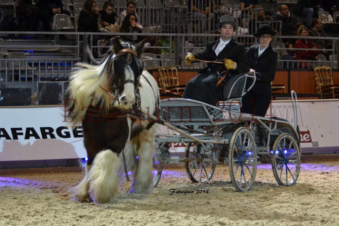 attelage simple IRISH COB 07