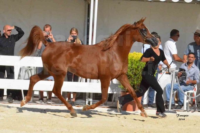 Concours national de Nîmes - MYSS SASKIA - Notre Sélection - 06