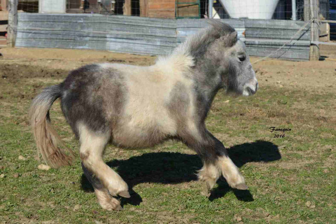 Elevage EL MAGLEP - Groupe de poneys - En Liberté - 07