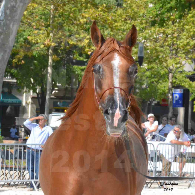 Concours national de Nîmes - MYSS SASKIA - Portraits - 02