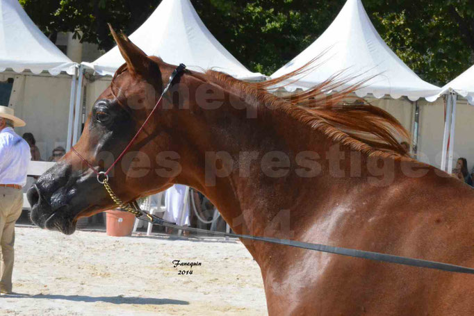 Concours national de Nîmes - MYSS SASKIA - Portraits - 06