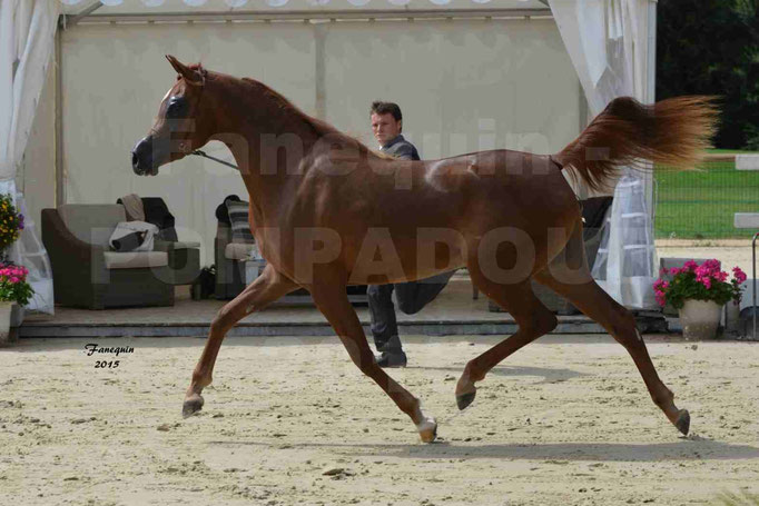 Championnat de FRANCE des chevaux ARABES à Pompadour - PEARL DE DJOON - Notre Sélection - 08