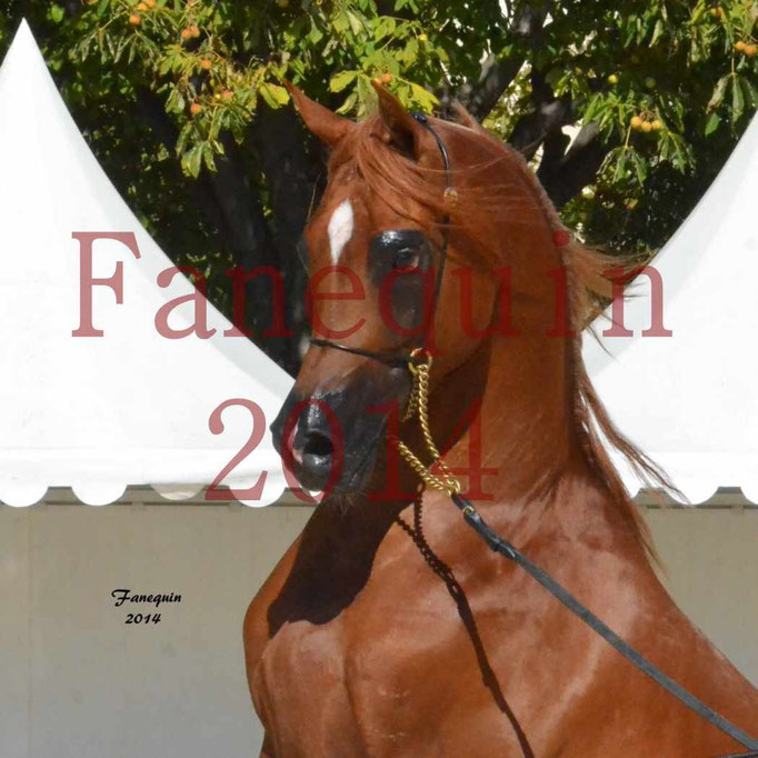 Concours National de Nîmes de chevaux ARABES 2014 - Notre Sélection - Portraits - PRIAM DE DJOON - 03